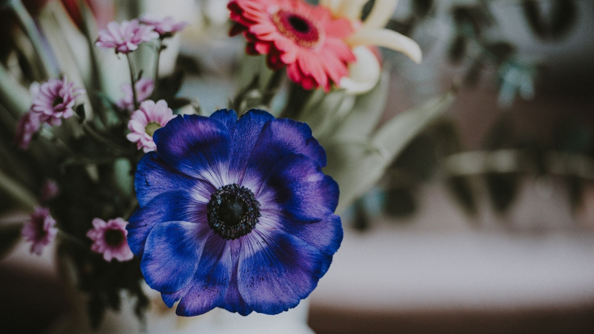 Anemone flower