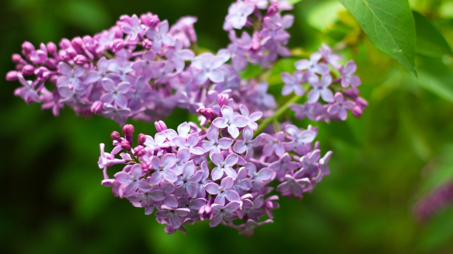 Lilac flowers