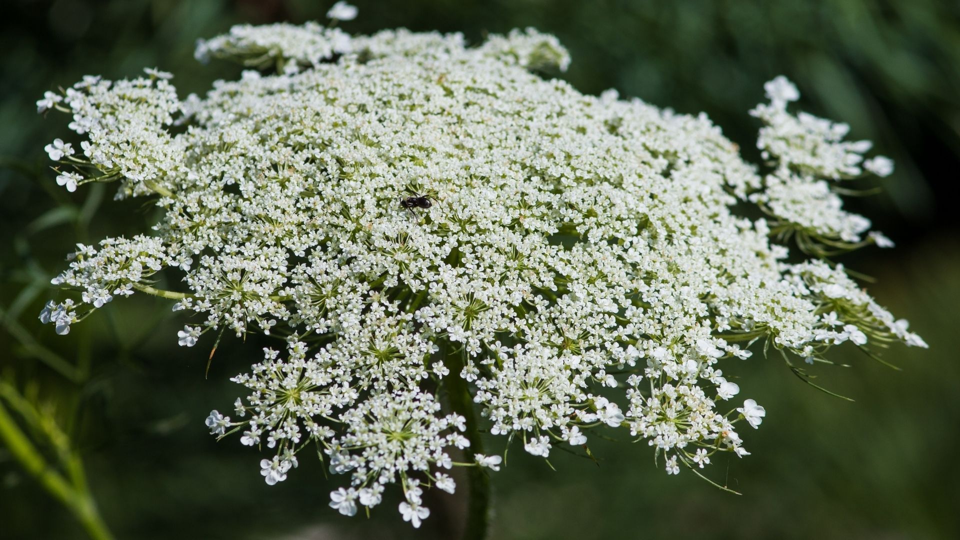 Queen Anne's Lace flower