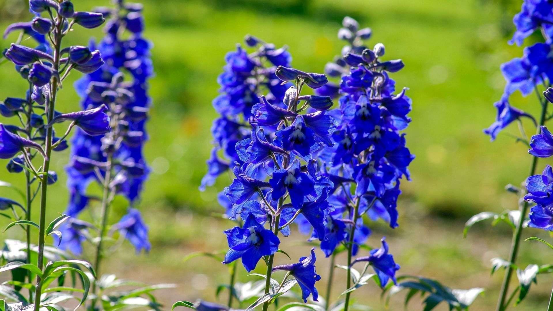 Delphinium