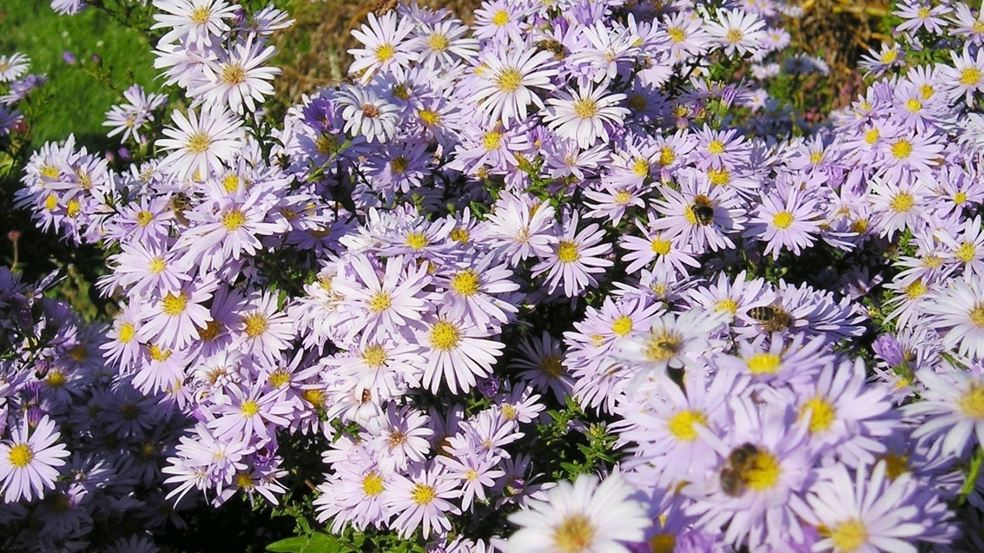 Aster flowers