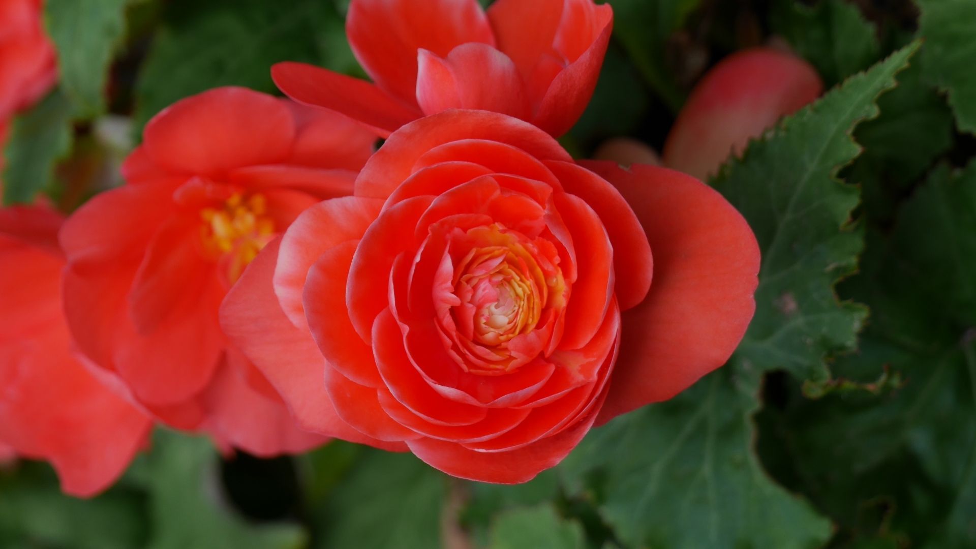 Most beautiful flowers: Begonia