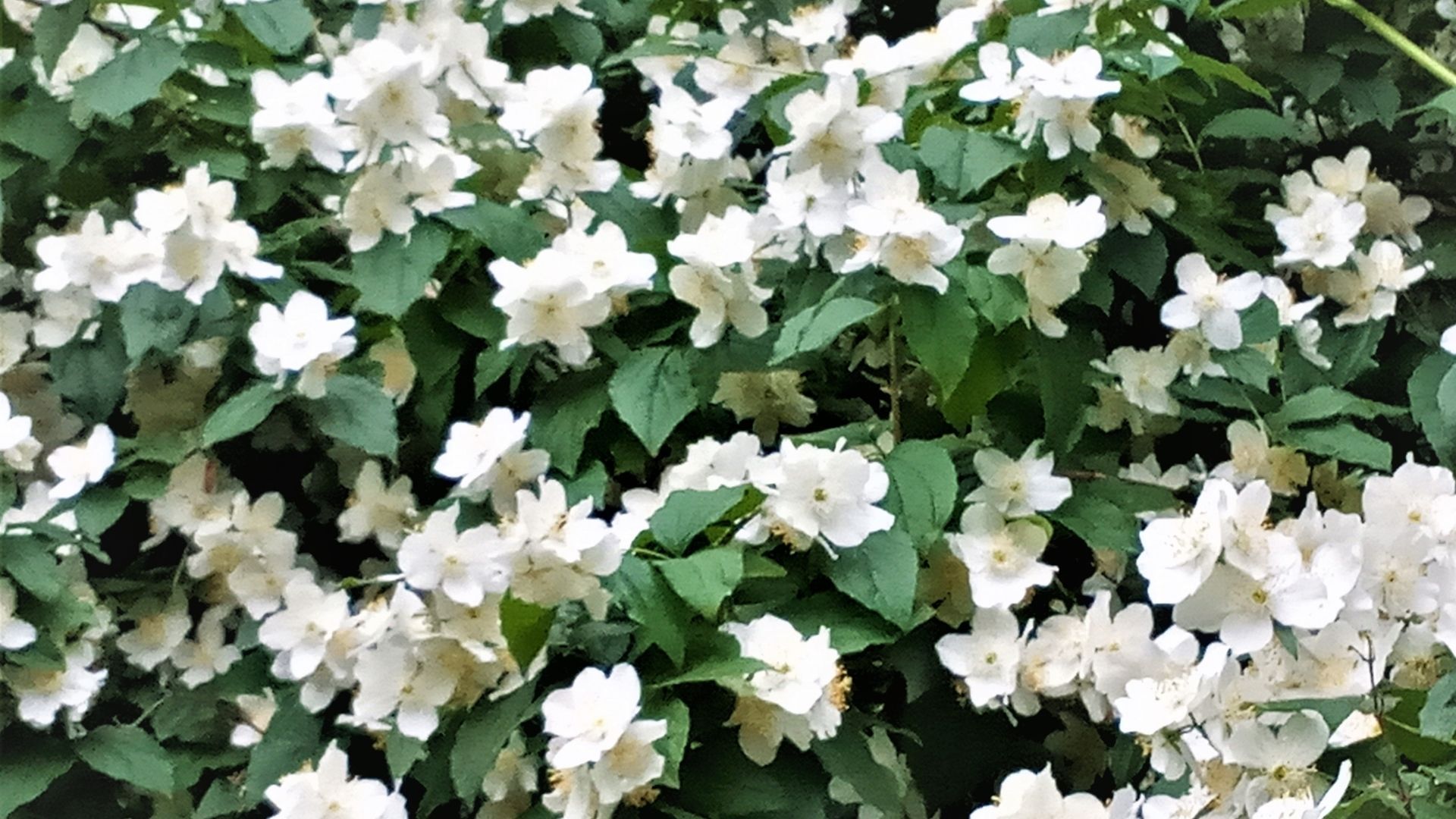 Jasmine
