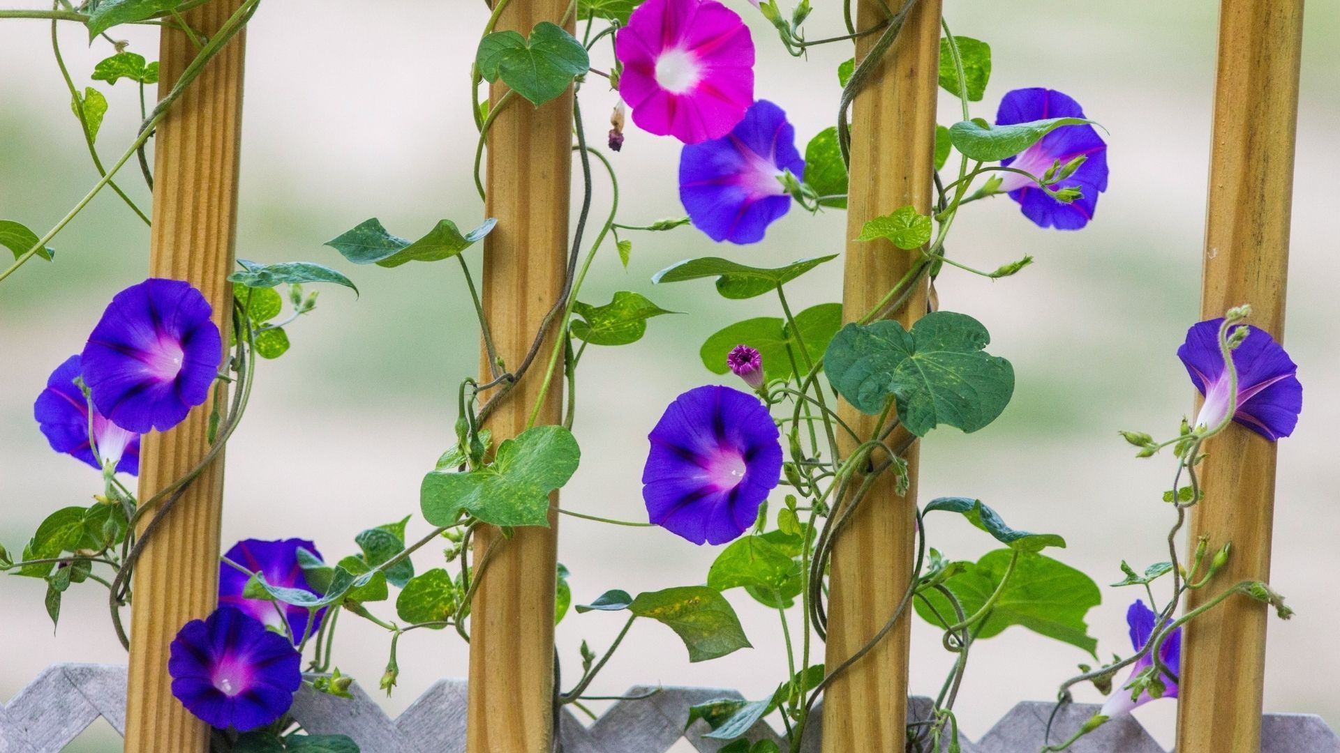 Most beautiful flowers: Morning Glory