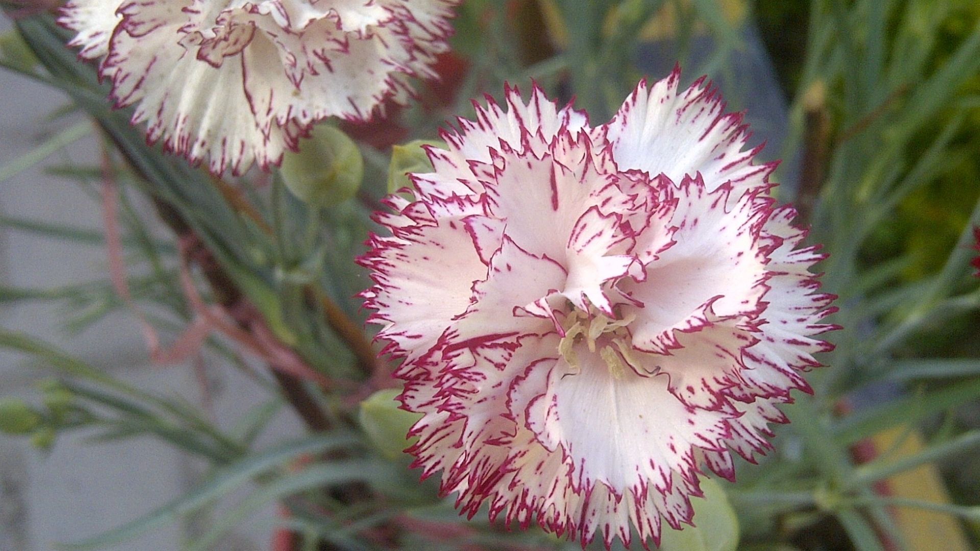 Carnation