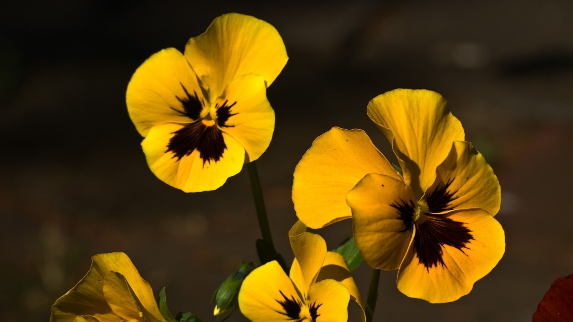Pansy