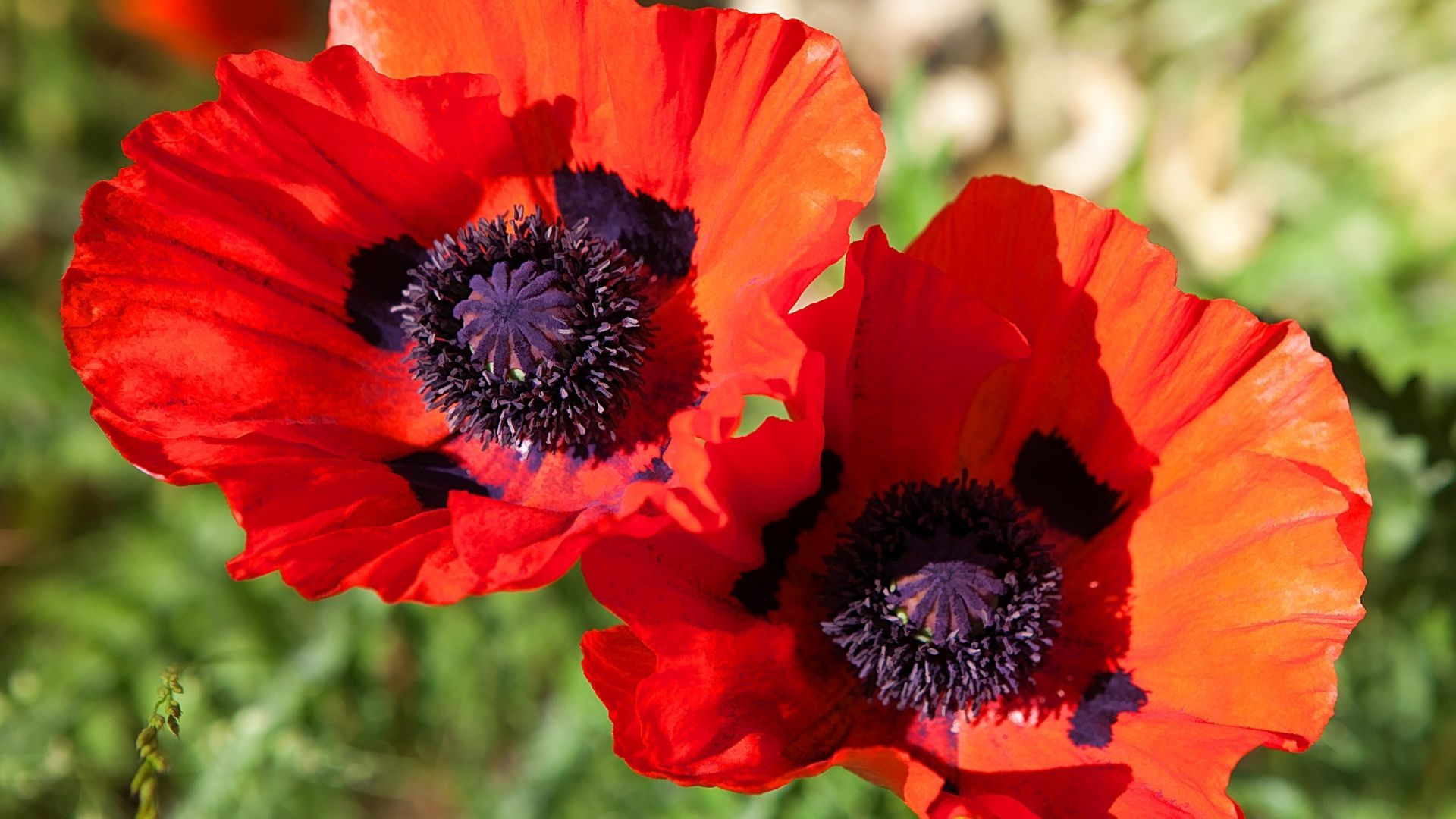 Beautiful flower: Poppy