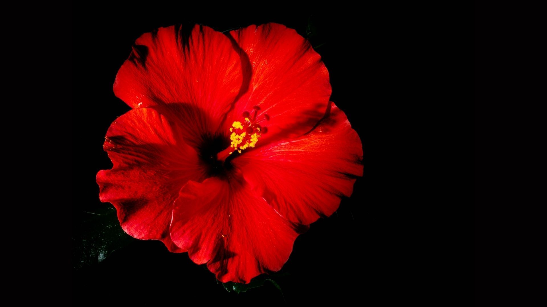 Hibiscus
