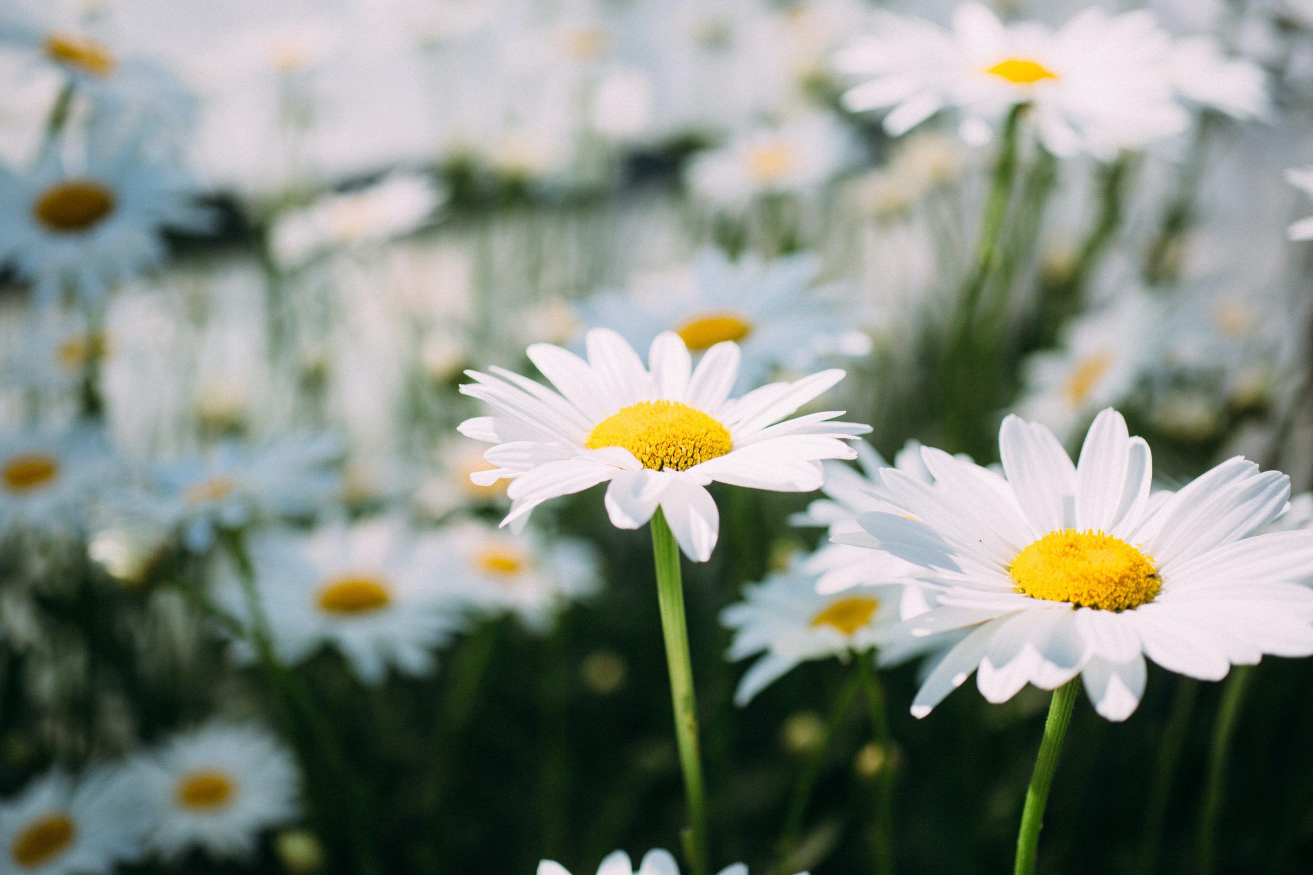 Most beautiful flowers: Chamomile