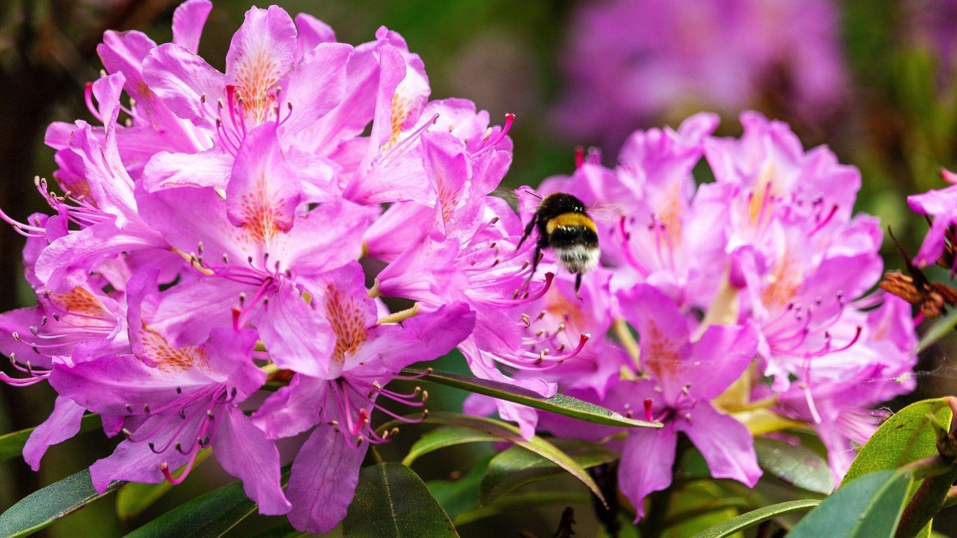 Rhododendron