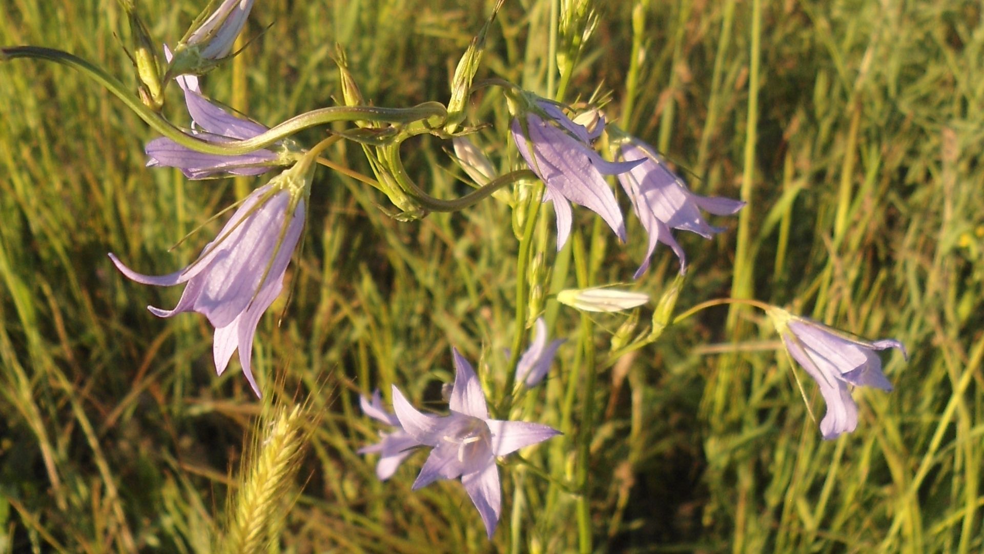 Beautiful flowers: Bellflower