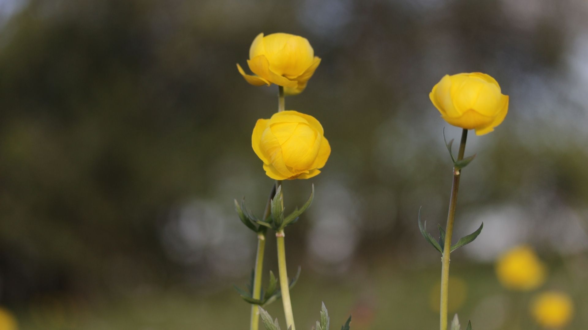 Globeflower