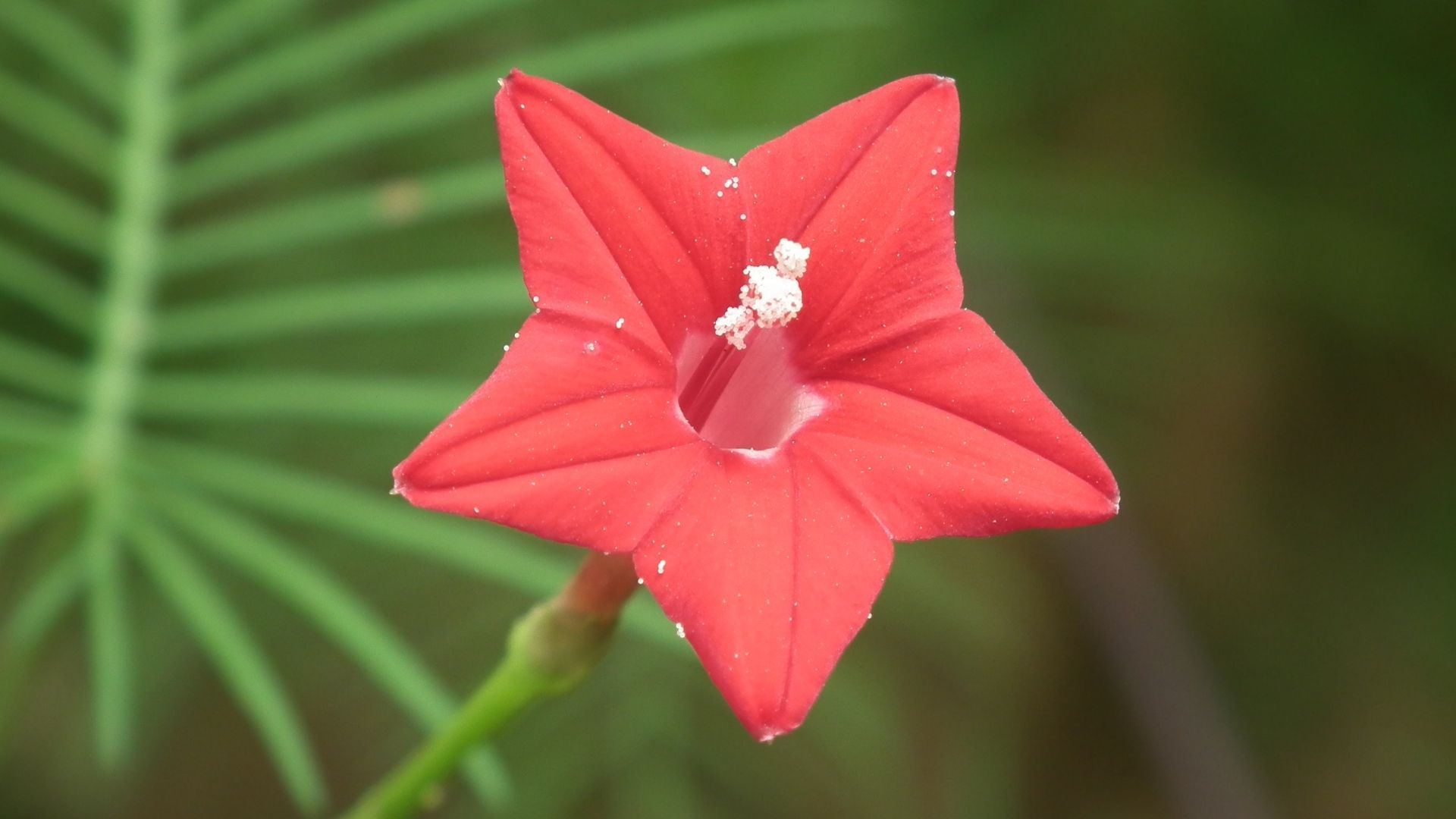 Most beautiful flowers: Cypress