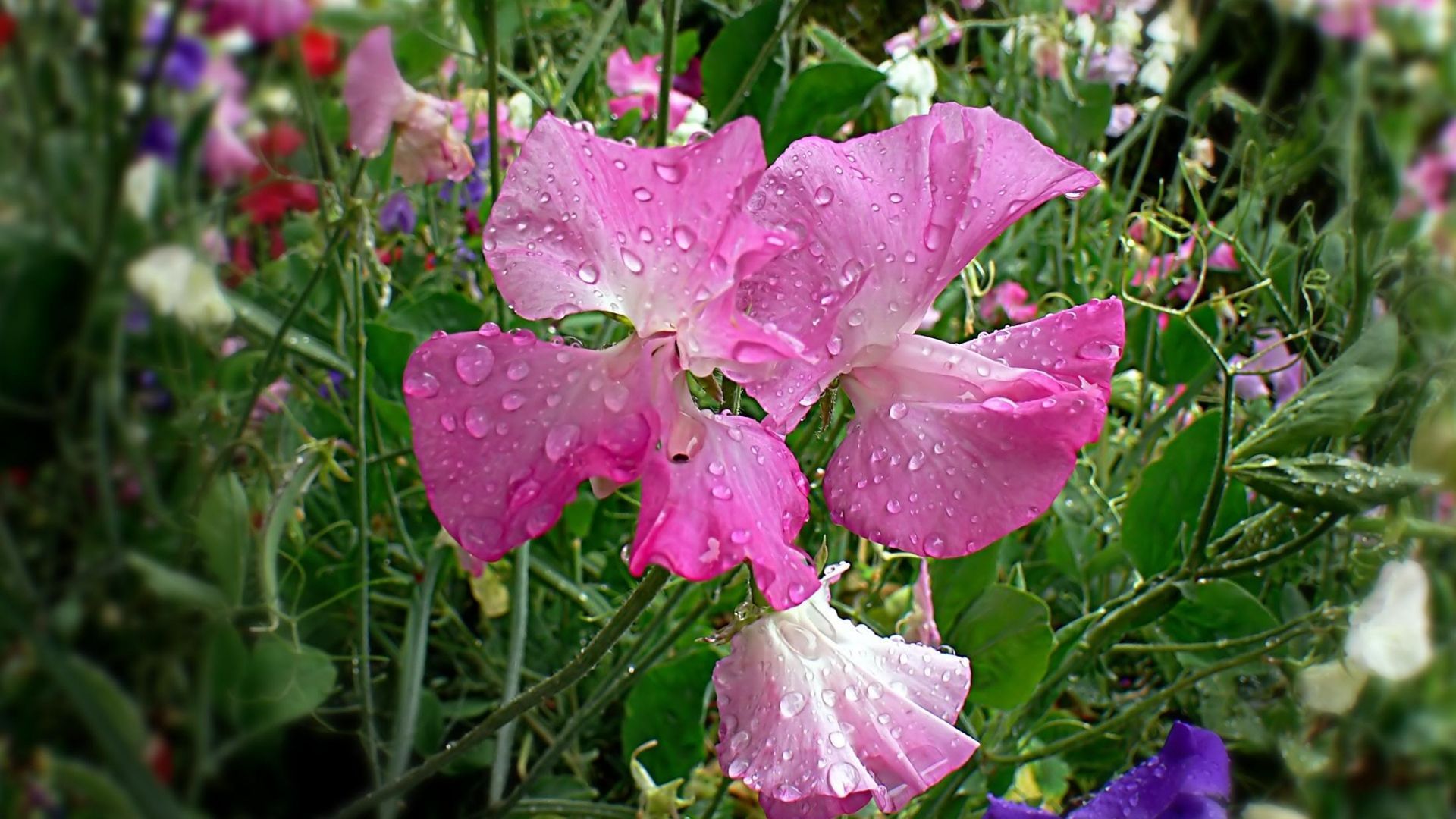 Sweet Pea flowers