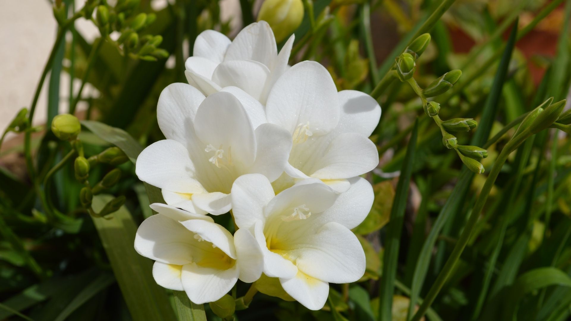 Most beautiful flowers: Freesia