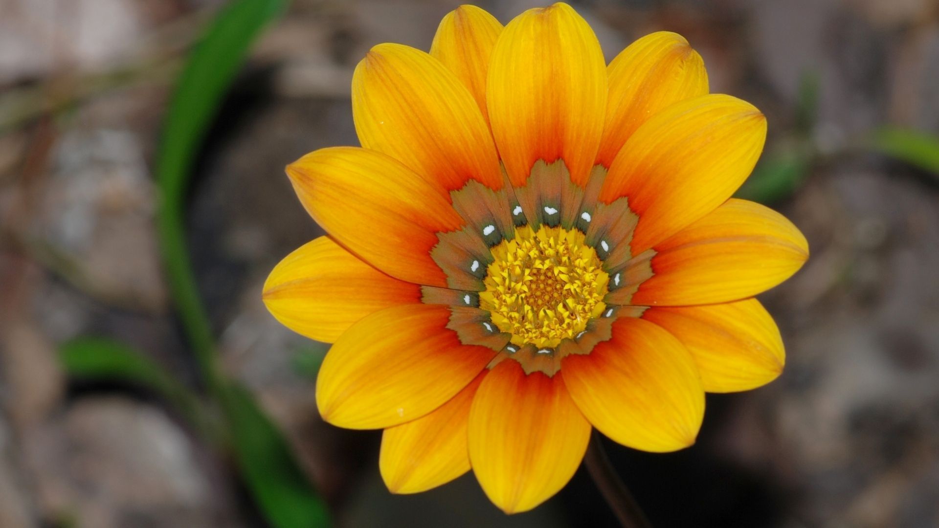 Most beautiful flowers: Gazania