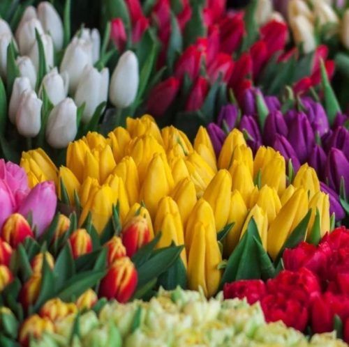 Flower Power: These Are The 50 Most Beautiful Flowers In The World