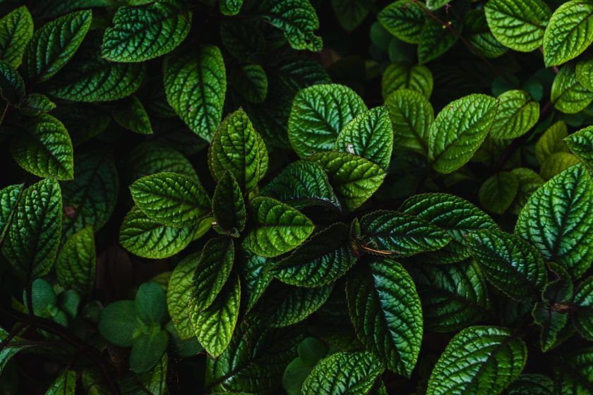 Taurus (20 April – 20 May) — Green