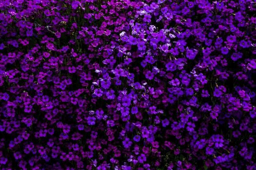 Sagittarius (22 November– 21 December) — Purple