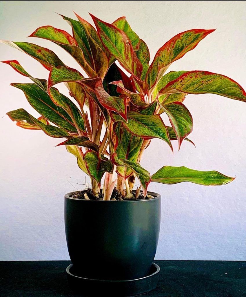 low maintenance indoor plants