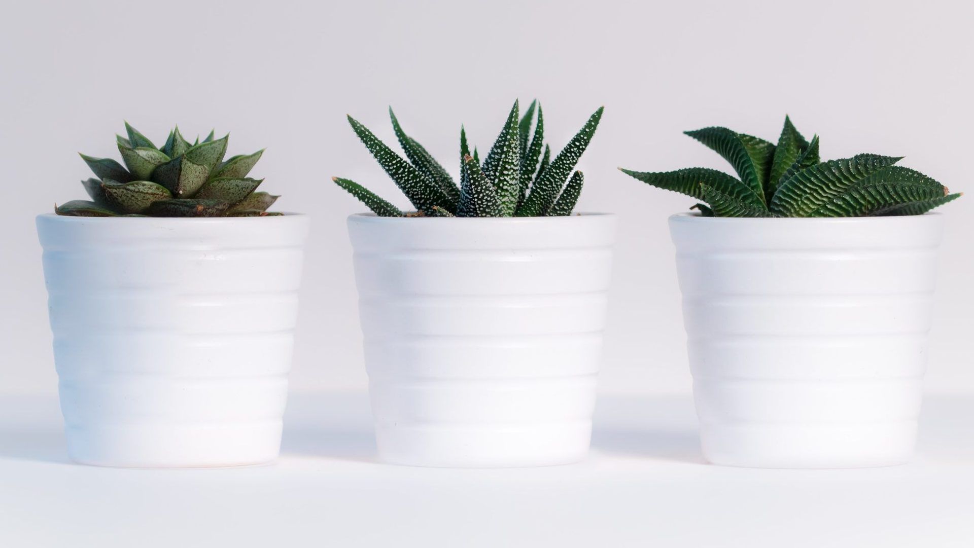 Indoor Plants That Are Low-Maintenance And Need Minimal Effort To Stay Alive