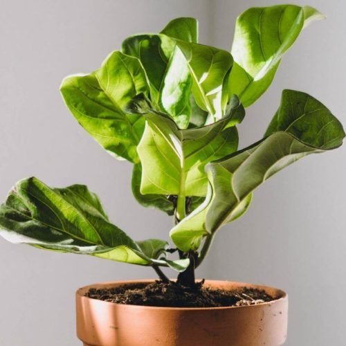 Indoor Plants That Are Low-Maintenance And Need Minimal Effort To Stay Alive