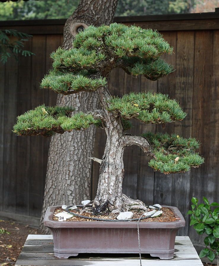 Bonsai