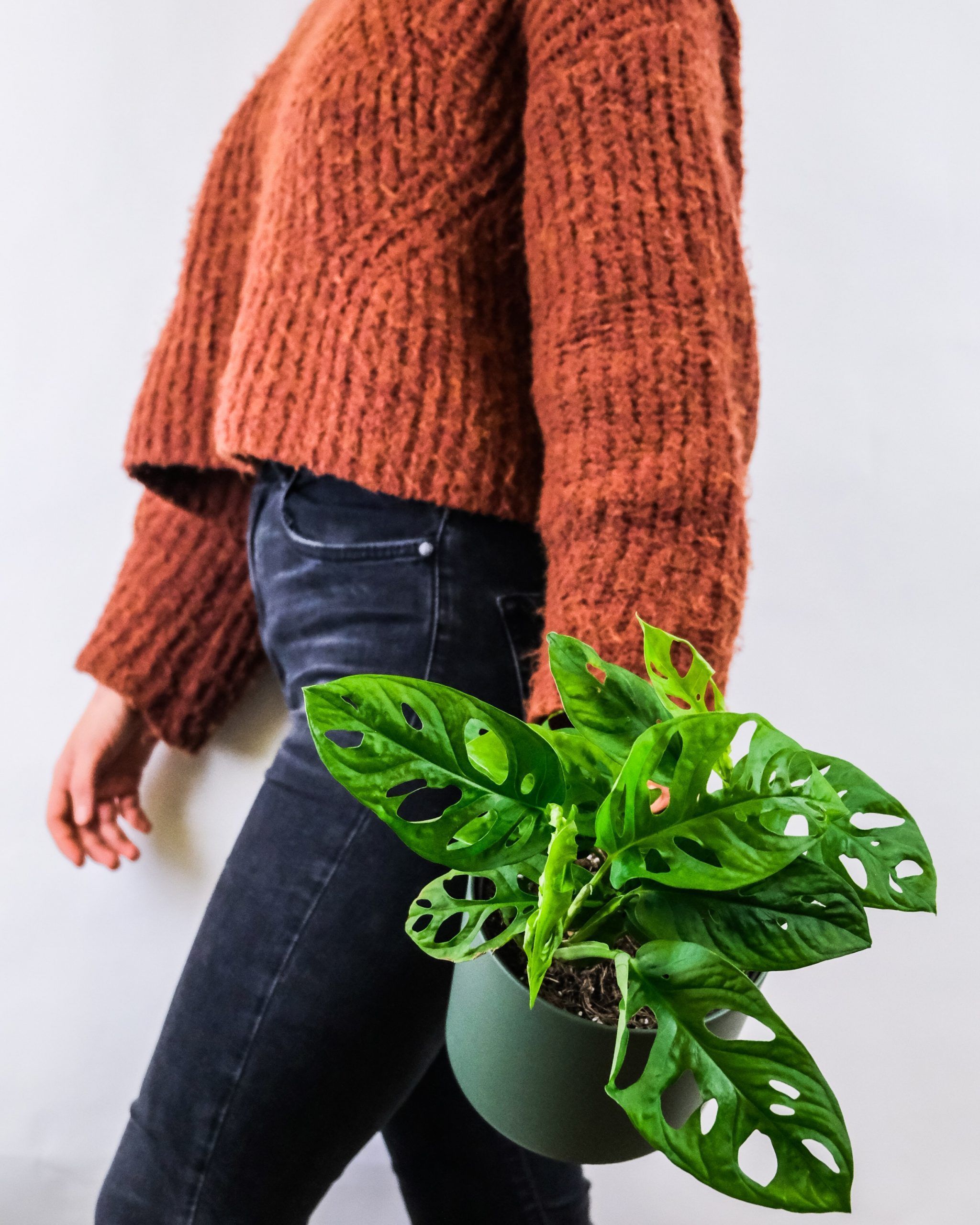 Monstera Obliqua