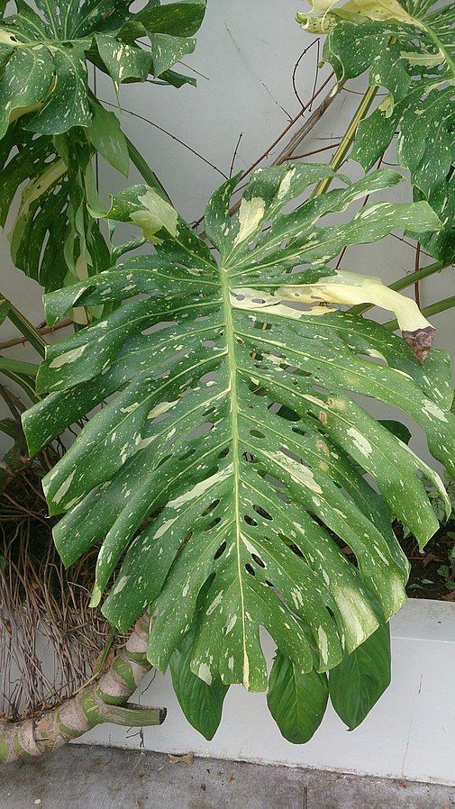 Monstera