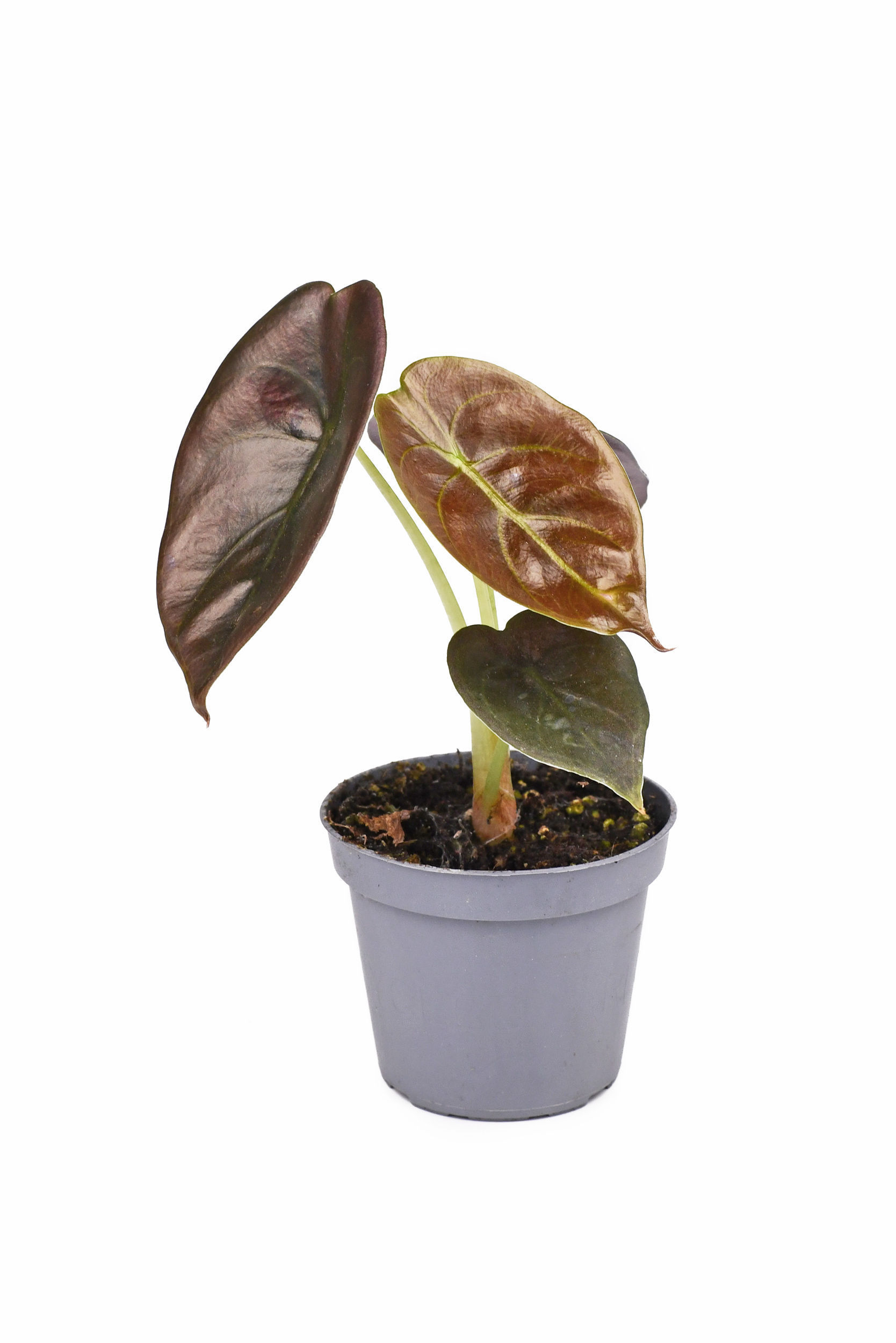 most expensive houseplant