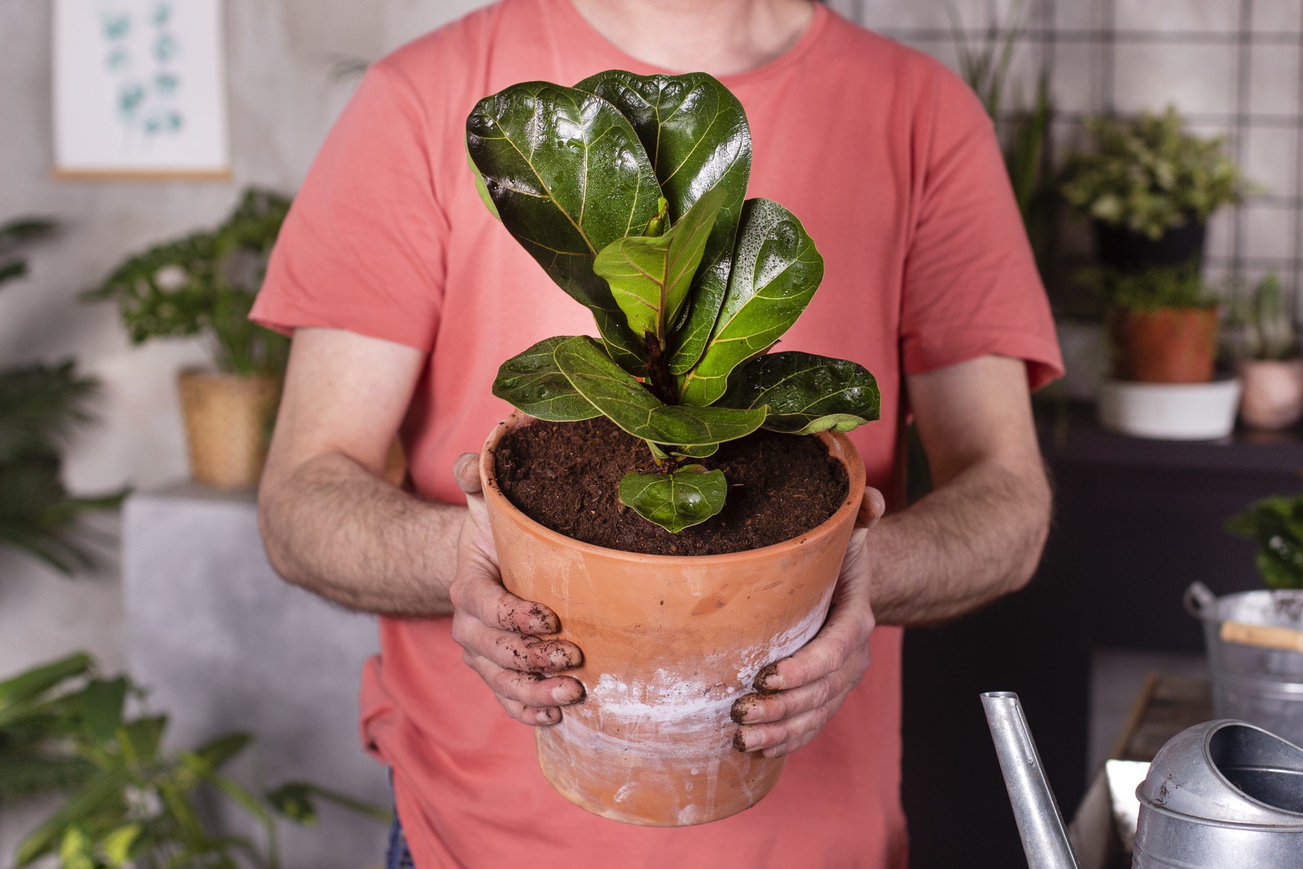most expensive houseplant
