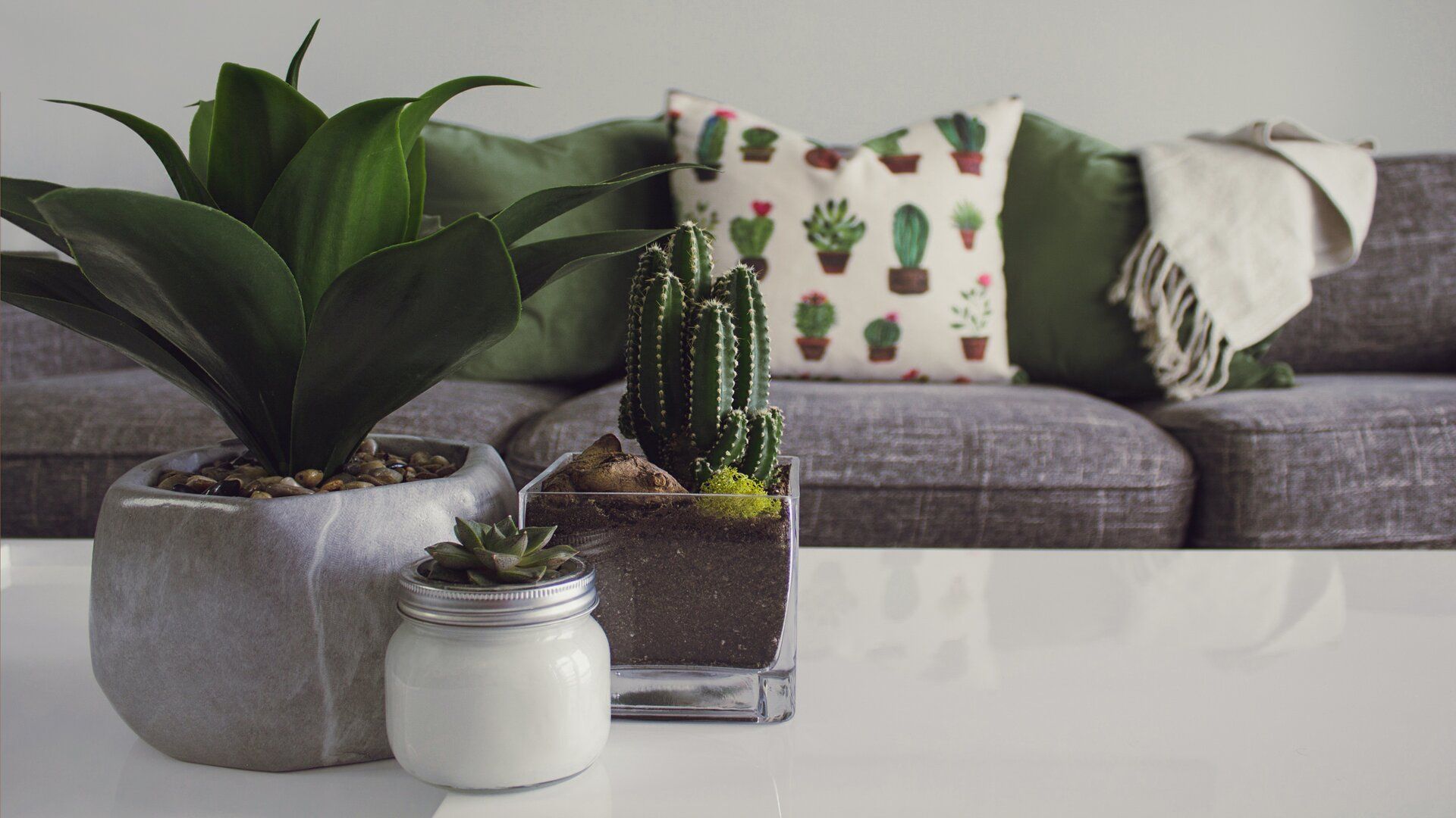 In The Mood To Splurge? These Expensive Houseplants Will Cost You A Fortune!