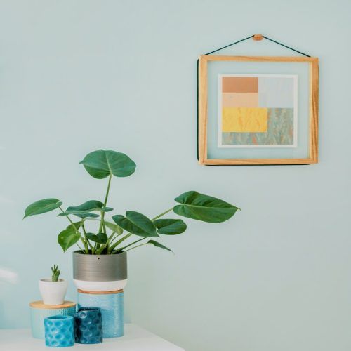 In The Mood To Splurge? These Expensive Houseplants Will Cost You A Fortune!