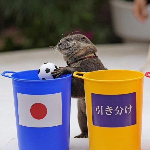 A Japanese Otter Is Accurately Predicting The Results Of The 2022 FIFA World Cup!