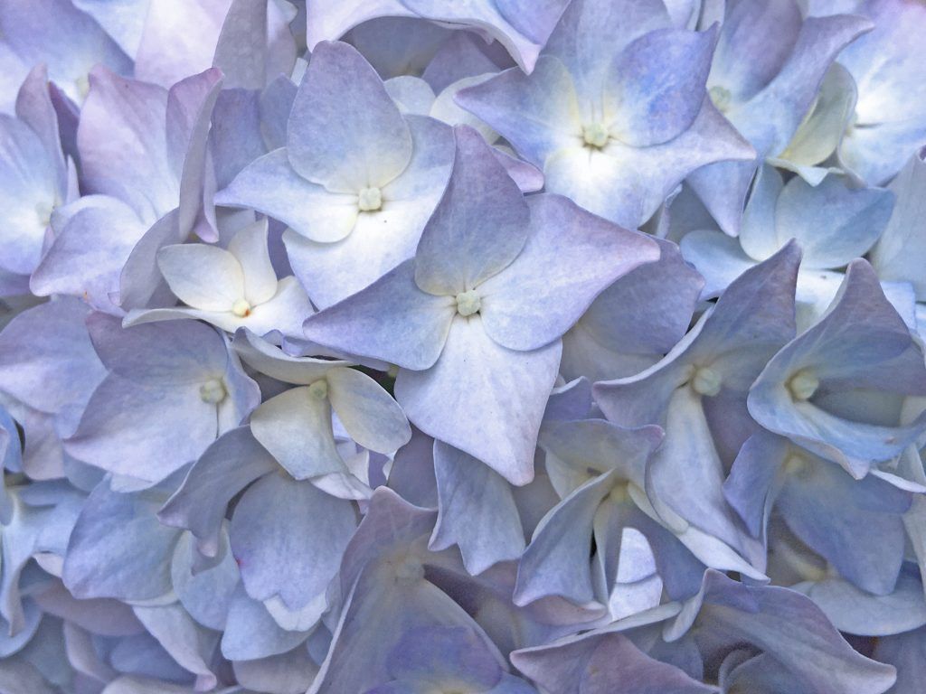 pastle colour