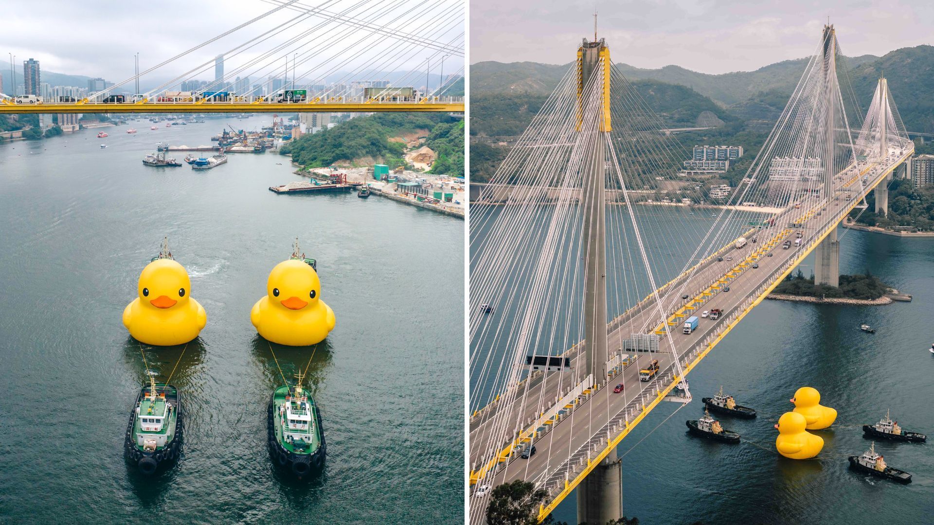 Giant Rubber Ducks Appear In Hong Kong As Part Of An Art Exhibition