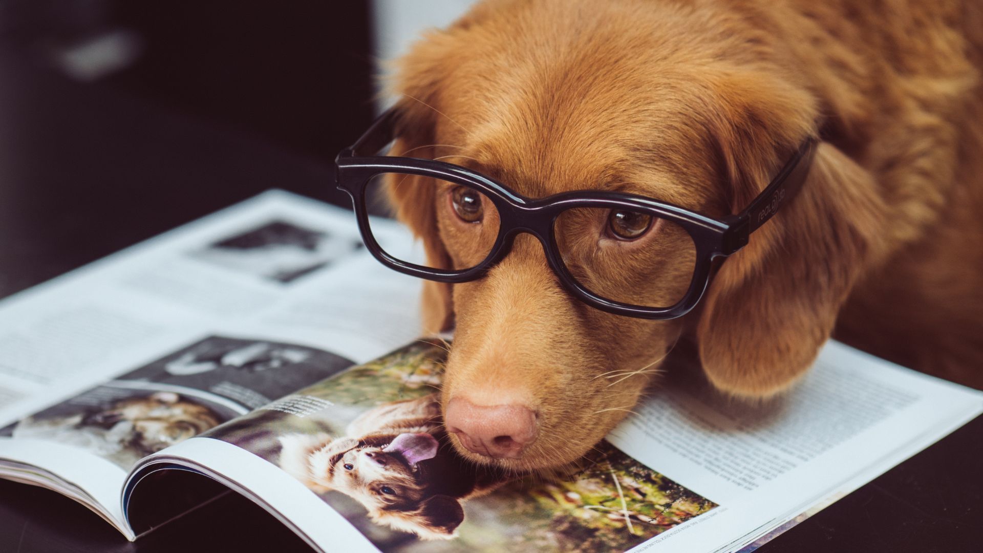 These Are The Best Dog Breeds For Your Zodiac Signs