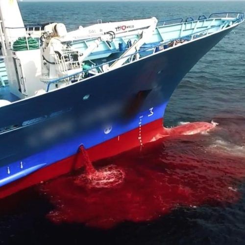 ‘Deepsea Challenge’ To ‘Seaspiracy’: 10 Best Ocean Disaster Documentaries To Binge-Watch