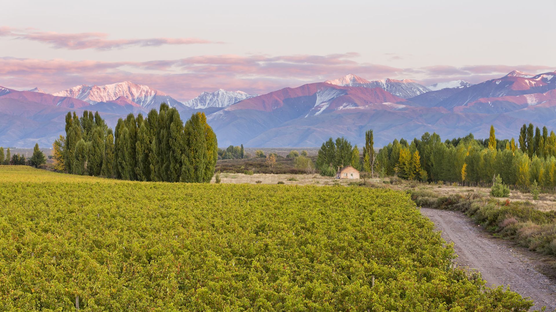 Best vineyards - aregntina 