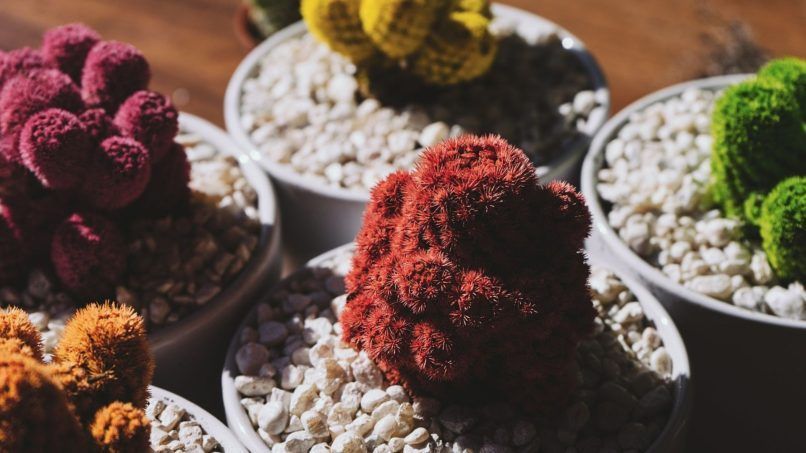 bonsai cactus