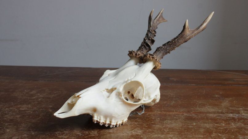 taxidermy