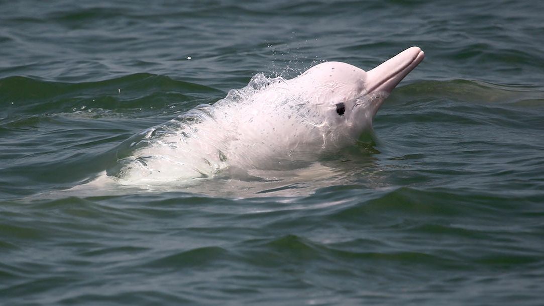 Everything To Know About Hong Kong’s Largest Marine Park In North Lantau