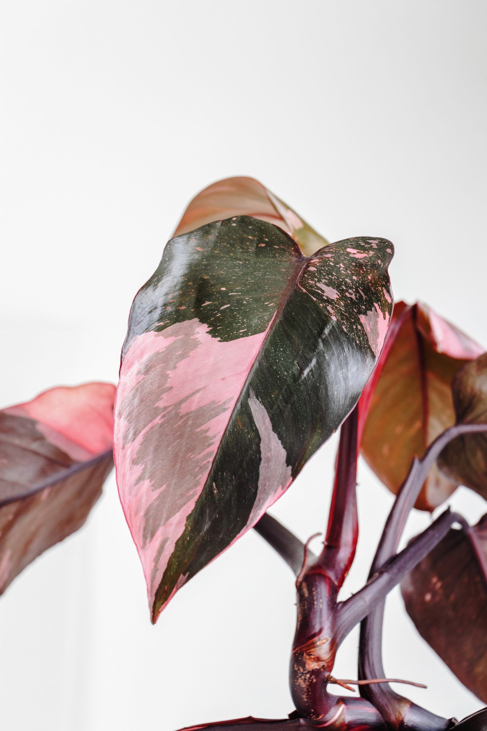Most Expensive Houseplants