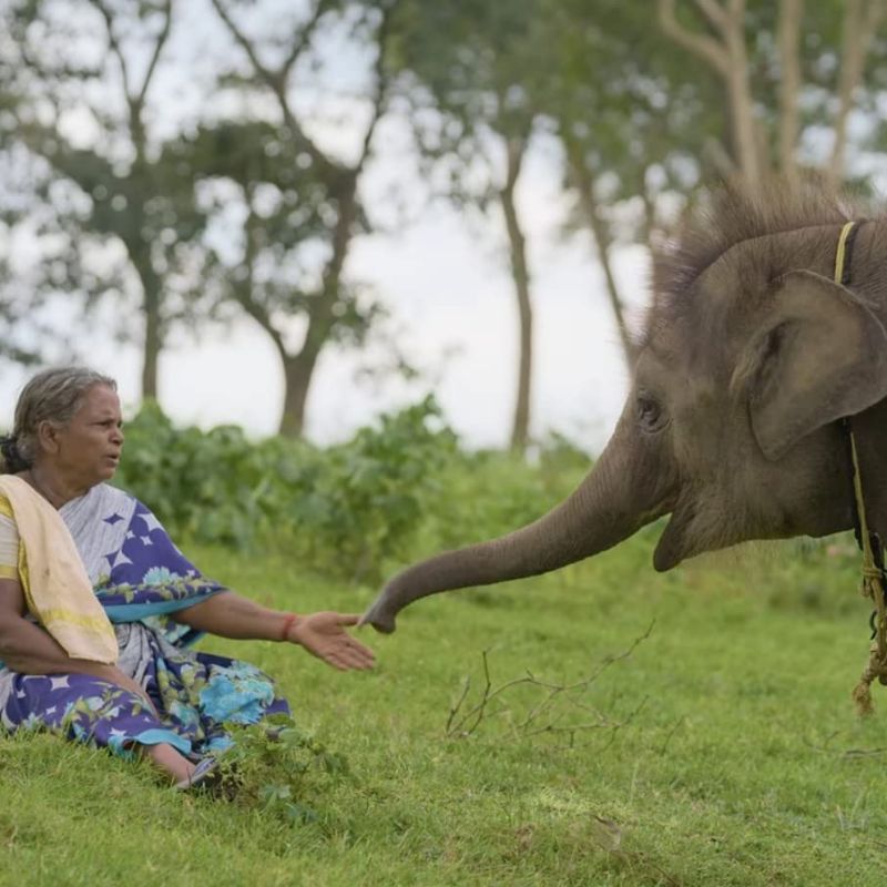 The Elephant Whisperers: Where To Watch The Oscar-Winning Docu?