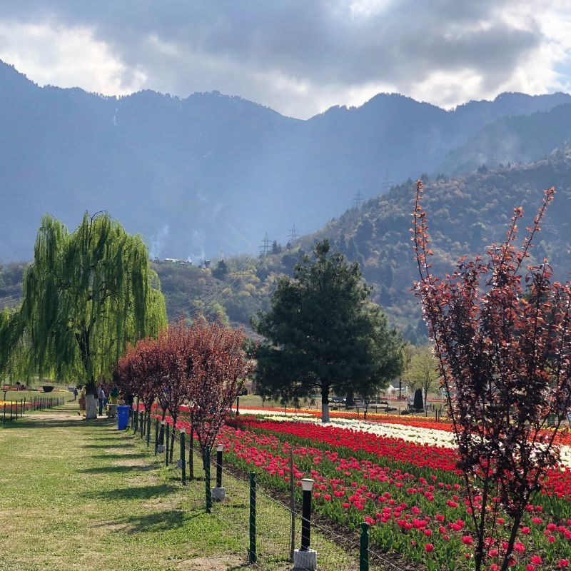 You Can Visit The Tulip Garden In Jammu And Kashmir From March 19
