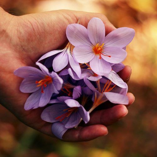 Lucky Flowers Based On Your Chinese Zodiac Sign For Prosperity And Good Luck