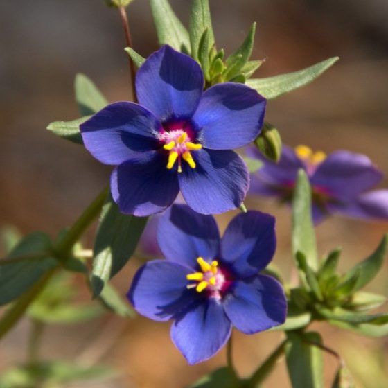 Numerology number 6 - indigo