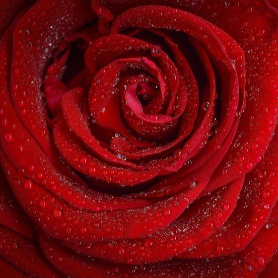 Numerology number 9 - red