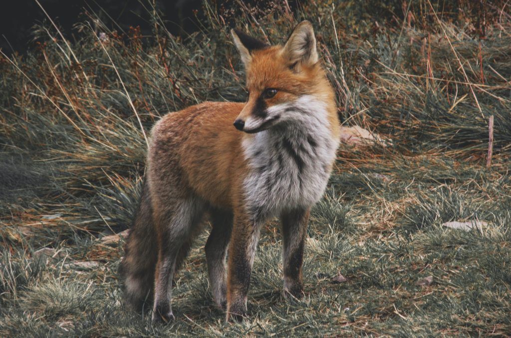 Spirit Animal for zodiac signs