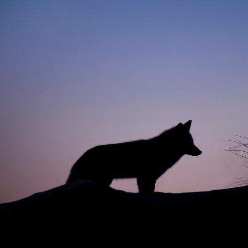 What Is Your Zodiac Sign’s Spirit Animal?